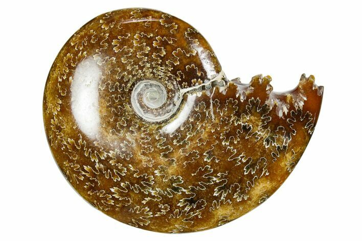 Polished Ammonite (Cleoniceras) Fossil - Madagascar #352369
